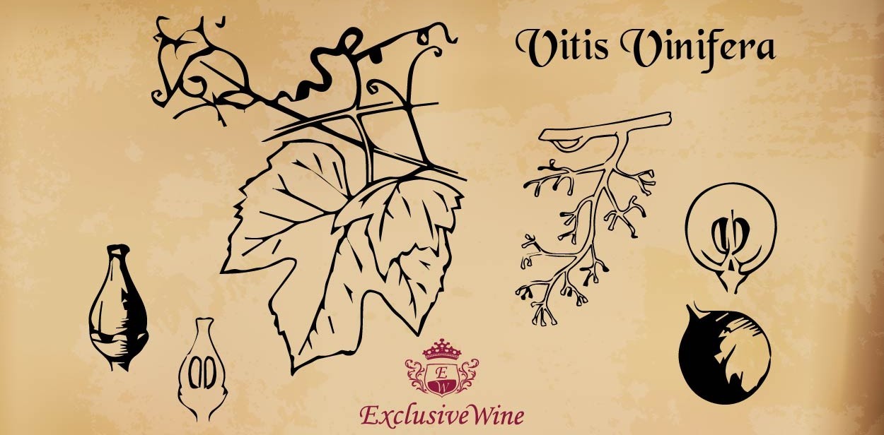 vitis-vinifera-tipologie-vitigni-caratteristica-pianta-portale-ricerca-cantine-vini-enoteche-exclusive-wine-1250x616